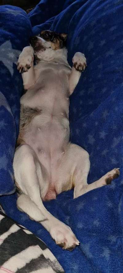 Zeigt mir die lustigsten Schlafpositionen eurer Fellnasen-Beitrag-Bild