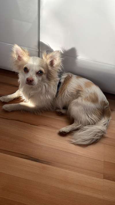 Chihuahua Krankheiten?-Beitrag-Bild