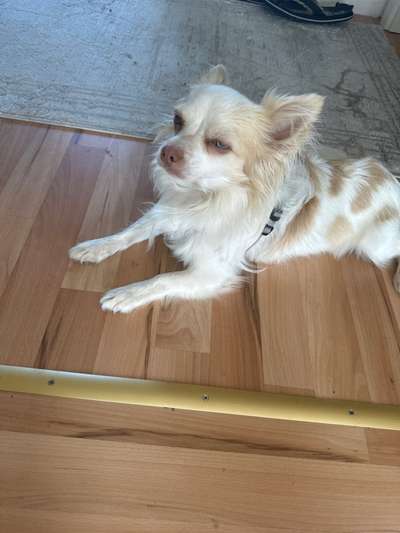 Chihuahua Krankheiten?-Beitrag-Bild