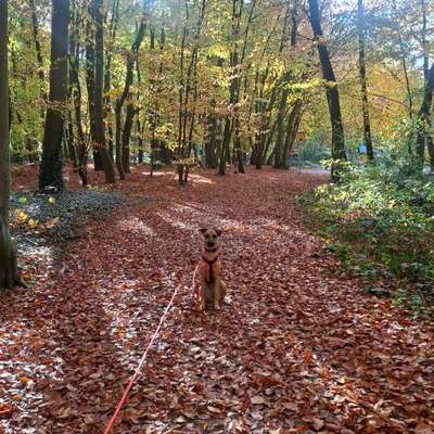 Hundetreffen-Spieldate gesucht 🐶-Bild