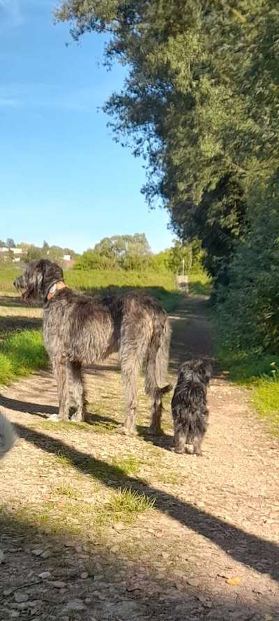 155. FotoChallange * David und Goliath *-Beitrag-Bild