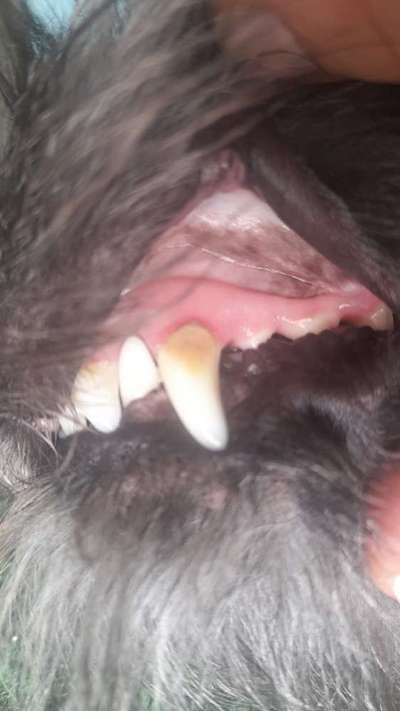 Mittel zur Zahnsteinentfernung?-Beitrag-Bild