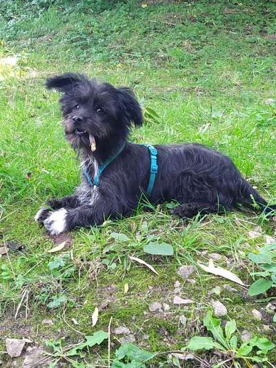 Die Dogorama Kalender Challenge Titelbild-Beitrag-Bild