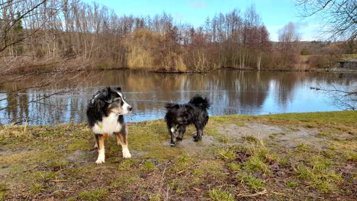Hunderunde-Beitrag-Bild