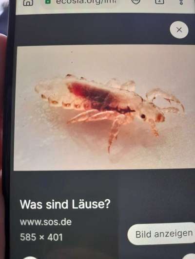 OMG! Läuse oder Haarlinge!?-Beitrag-Bild