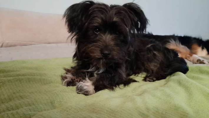 Chinese Crested (Chinesischer Schopfhund)-Beitrag-Bild