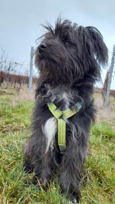 Kleine Hunde ganz Groß-Beitrag-Bild