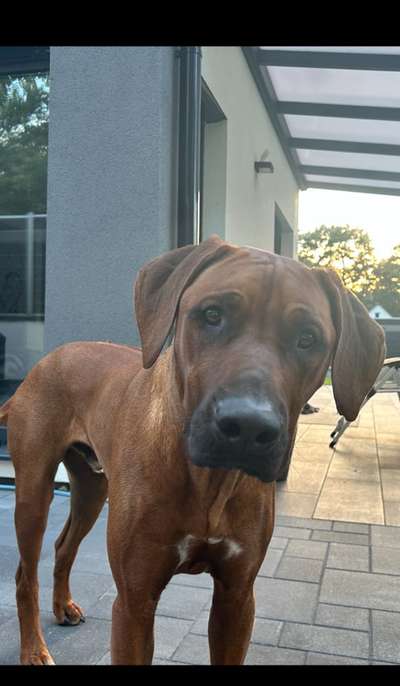Hundetreffen-Treffen in Schönwalde-Glien zum trainieren und Spielen-Bild