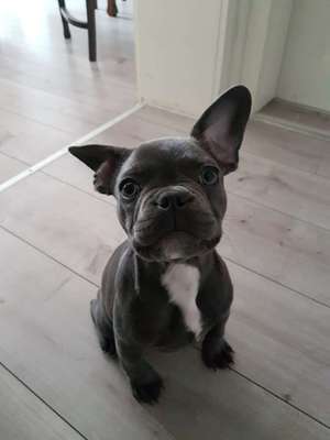 Welpen Bilder !-Beitrag-Bild