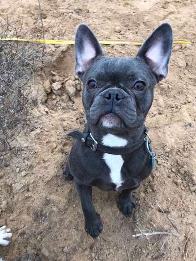 Französische Bulldoggen-Beitrag-Bild