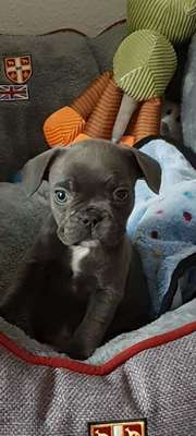 Welpen Bilder !-Beitrag-Bild