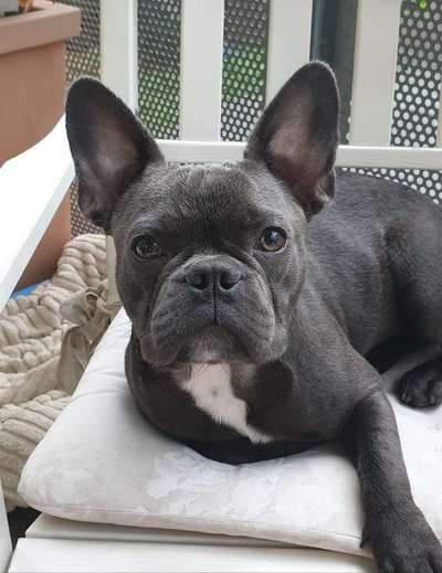 Welpen Bilder !-Beitrag-Bild