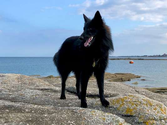 Deutsche Schäferhunde, Belgische Schäferhunde.-Beitrag-Bild