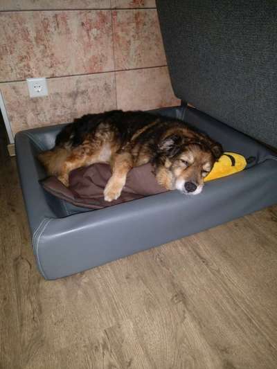 Unsere Fellnasen im Regenbogenland-Beitrag-Bild