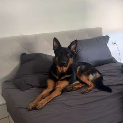 Hundetreffen-Spiel Date?-Bild
