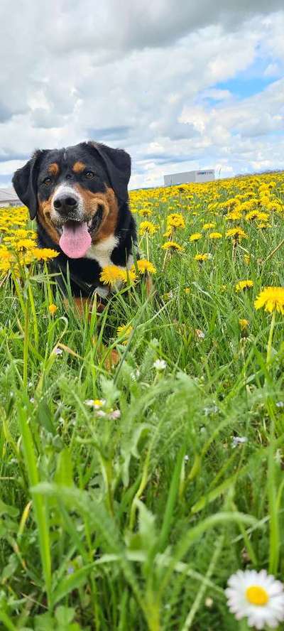 Dogorama Photo Challenge - Frühlingserwachen-Beitrag-Bild