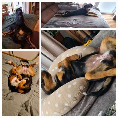 Wenn dein Hund vergisst was er ist...-Beitrag-Bild