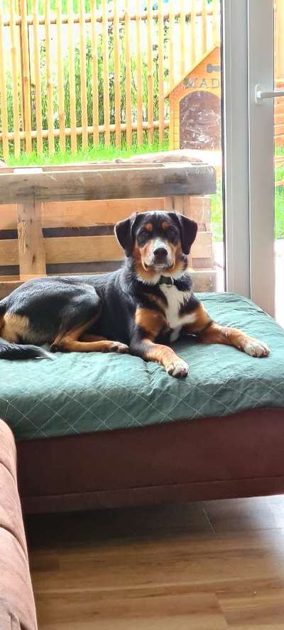 Berner Sennen-Beitrag-Bild