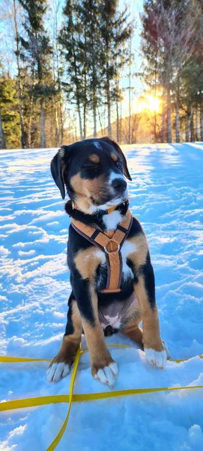 Schnee Foto-Beitrag-Bild