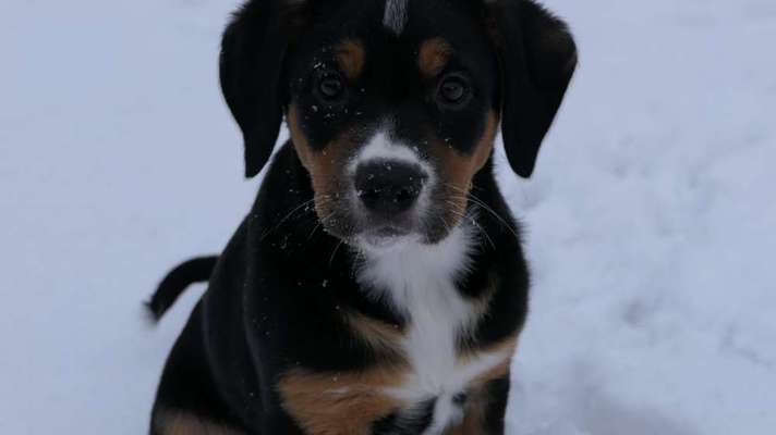 Appenzeller Sennenhunde-Beitrag-Bild