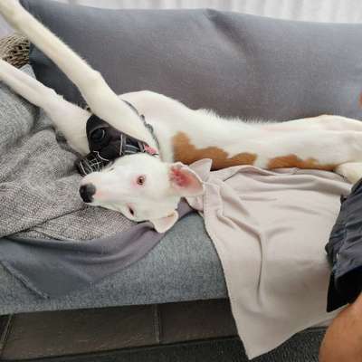 Hundetreffen-Suche für unsere Lotte 7 Monate sehr sozial und verspielt, eine Spiel-und Gassi-runde.-Bild