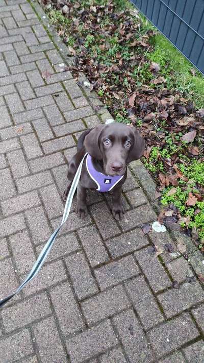 Labradorfans-Beitrag-Bild