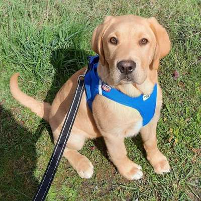 Hundetreffen-Welpentreff Landkreis goslar-Bild