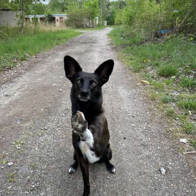 Hundetreffen-gemeinsame Gassirunden-Bild