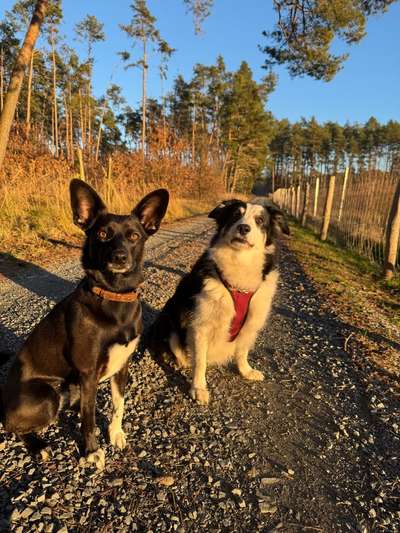 Hundetreffen-Social Walk, gemeinsame Spaziergänge mit Freilauf-Bild