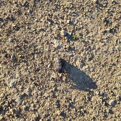 Giftköder-Ölkäfer-Bild