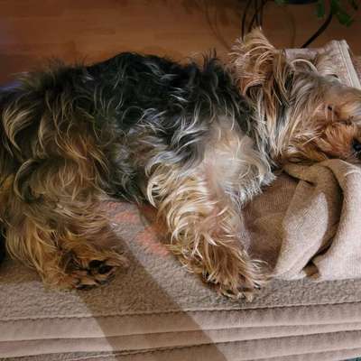 Hundetreffen-Junghund Treffen zum Spielen-Bild