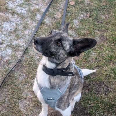 Hundetreffen-Gemeinsame Hunderunde-Bild