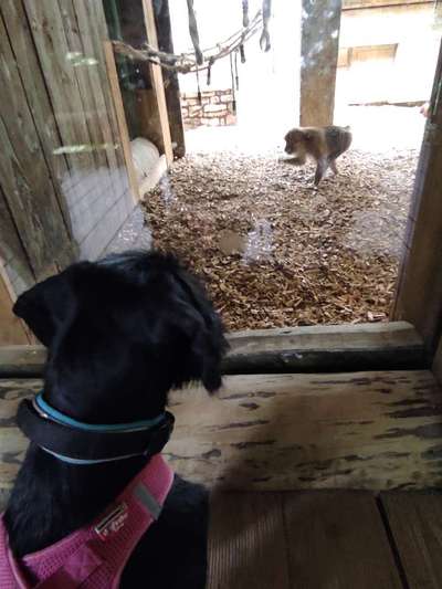 Welpen Bilder !-Beitrag-Bild