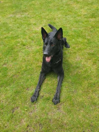 Die Dogorama Monats Challenge "Es grünt und blüht"-Beitrag-Bild