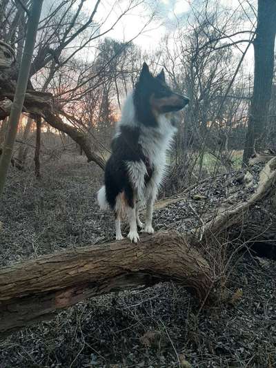 Collies gesucht-Beitrag-Bild