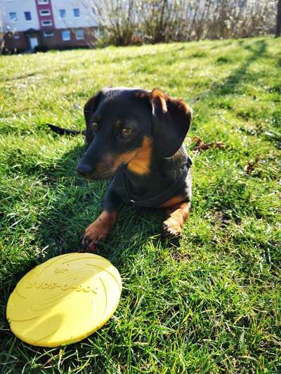 wo sind die Dackelfreunde-Beitrag-Bild