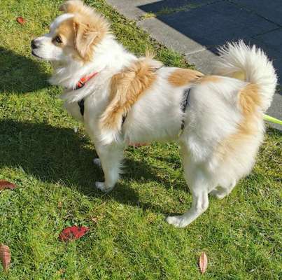 Mischlinge raten - Rätselspaß-Beitrag-Bild