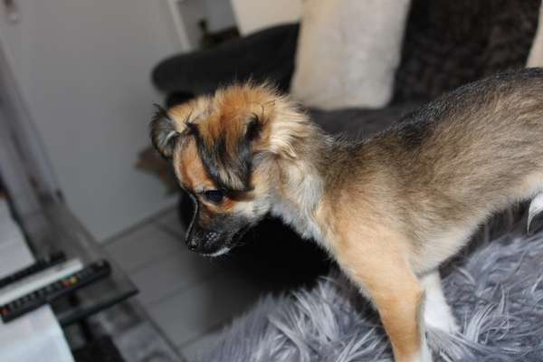 Dogorama Photo Challenge - Der Frühling kommt-Beitrag-Bild