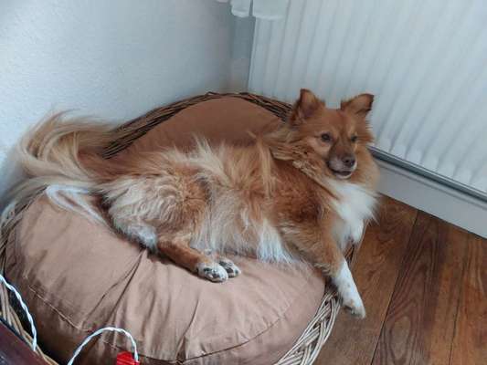 Mischlinge raten - Rätselspaß-Beitrag-Bild