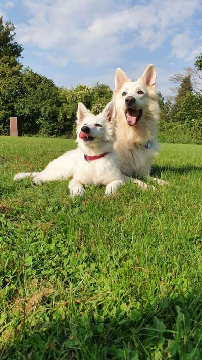 Wie kamst du zu deinem Hund?-Beitrag-Bild