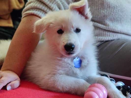 Welpen Bilder !-Beitrag-Bild