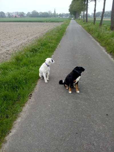Hundetreffen-Hunde treffen am Stemweder Berg-Bild