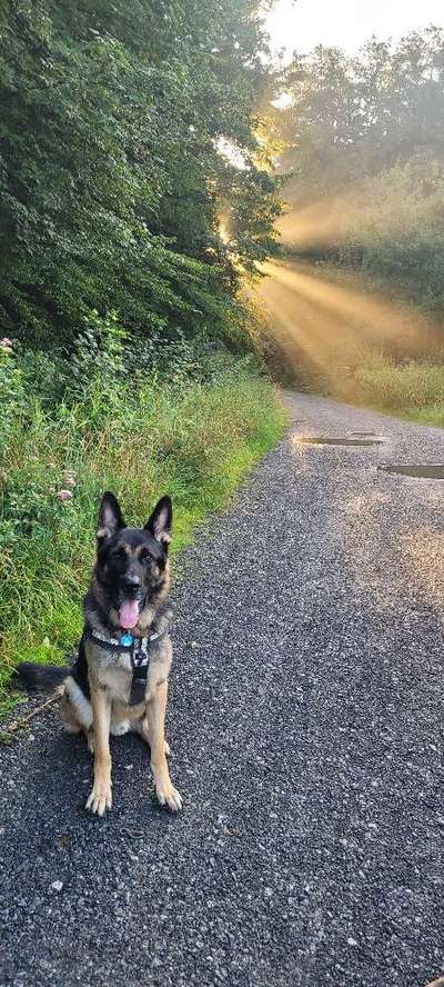 Deutsche Schäferhunde, Belgische Schäferhunde.-Beitrag-Bild