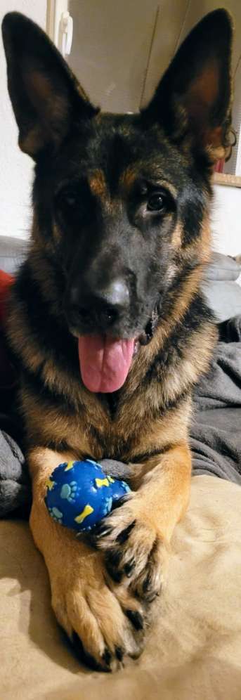 Deutsche Schäferhunde, Belgische Schäferhunde.-Beitrag-Bild