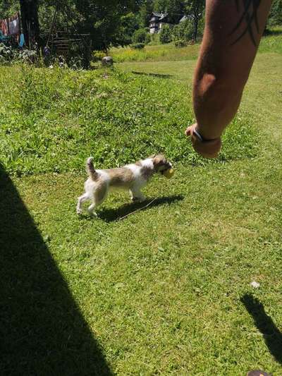 Border Terrier-Beitrag-Bild