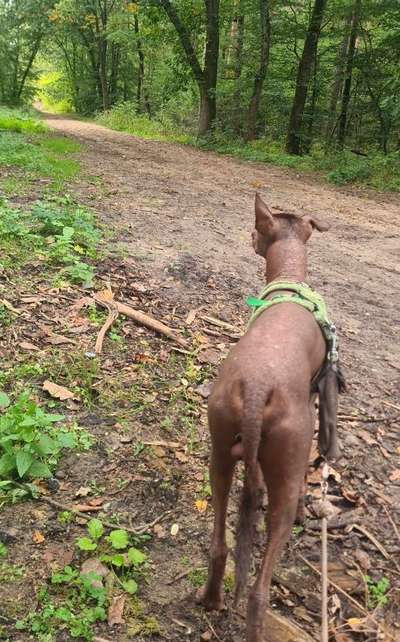 Hundetreffen-Spaziergehgesellschaft gesucht-Bild