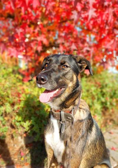 Auslandstierschutz-Beitrag-Bild