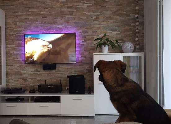 Dogorama Photo Challenge - Wir schauen fern (TV)-Beitrag-Bild