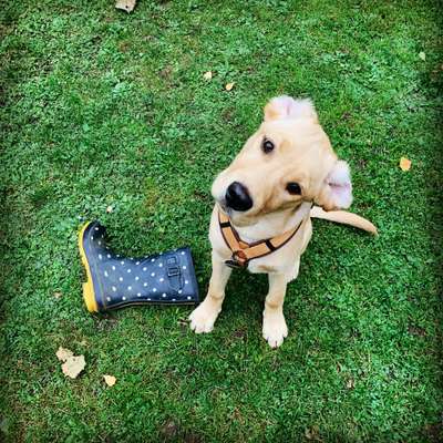 Die Dogorama Kalender Challenge Titelbild-Beitrag-Bild