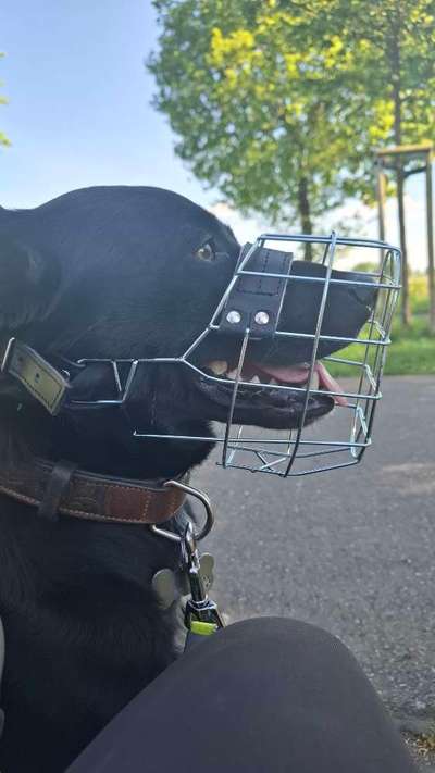Wie sitzt mein Maulkorb / Maulkorb-Beratung-Beitrag-Bild